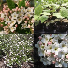 Viburnum x burkwoodii Anne Russell x 1 White Pink Burkwood Fragrant Flowers Hedge Screening Plants Flowering Scented Hedging Cottage Garden Shrubs Berries